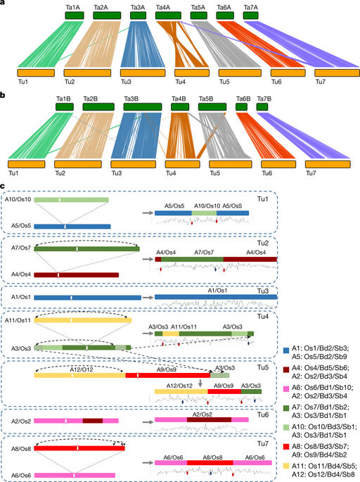 Nature:我国科学家完成小麦A基因组测序,成功绘制染色体精细图谱