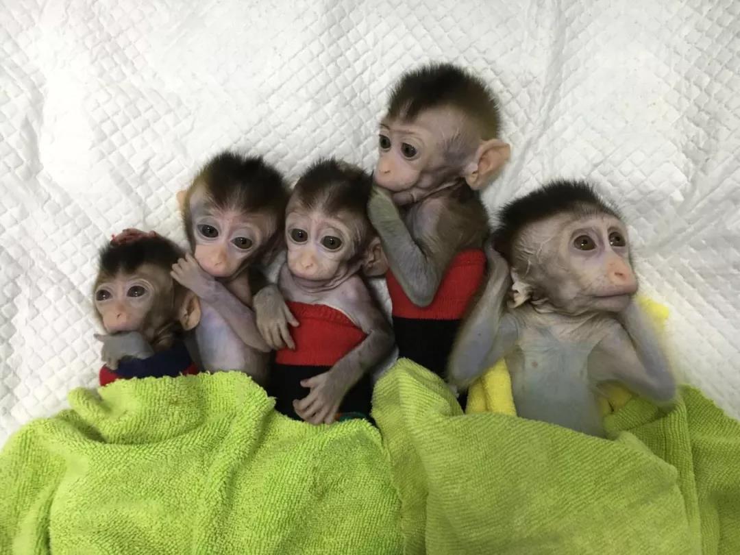 Çinli Bilim İnsanları Maymunlara İnsan Beyni Geni Nakletti