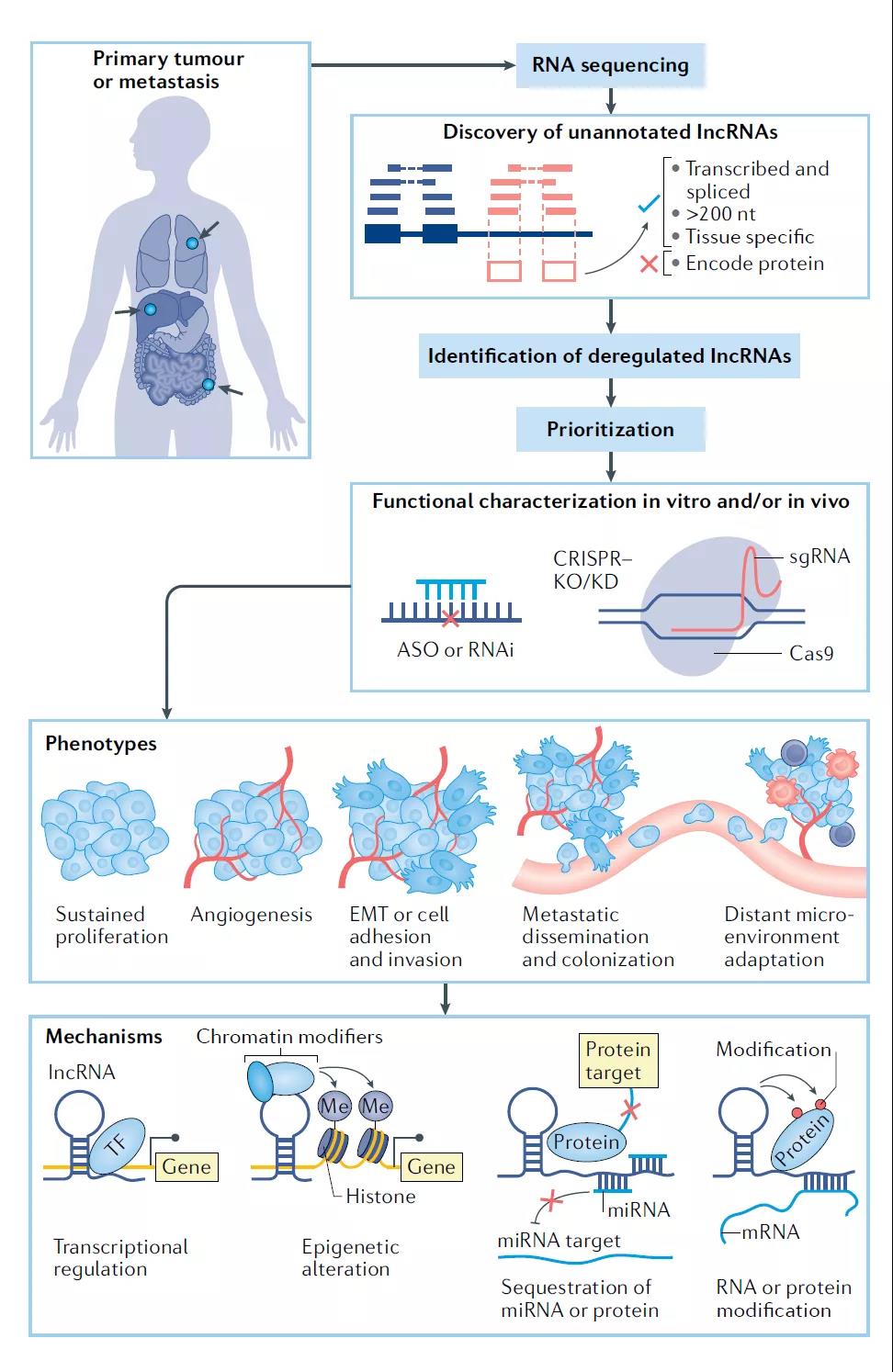 Nature Reviews Cancer综述：长非编码RNA在肿瘤转移中的作用 SEQ.CN