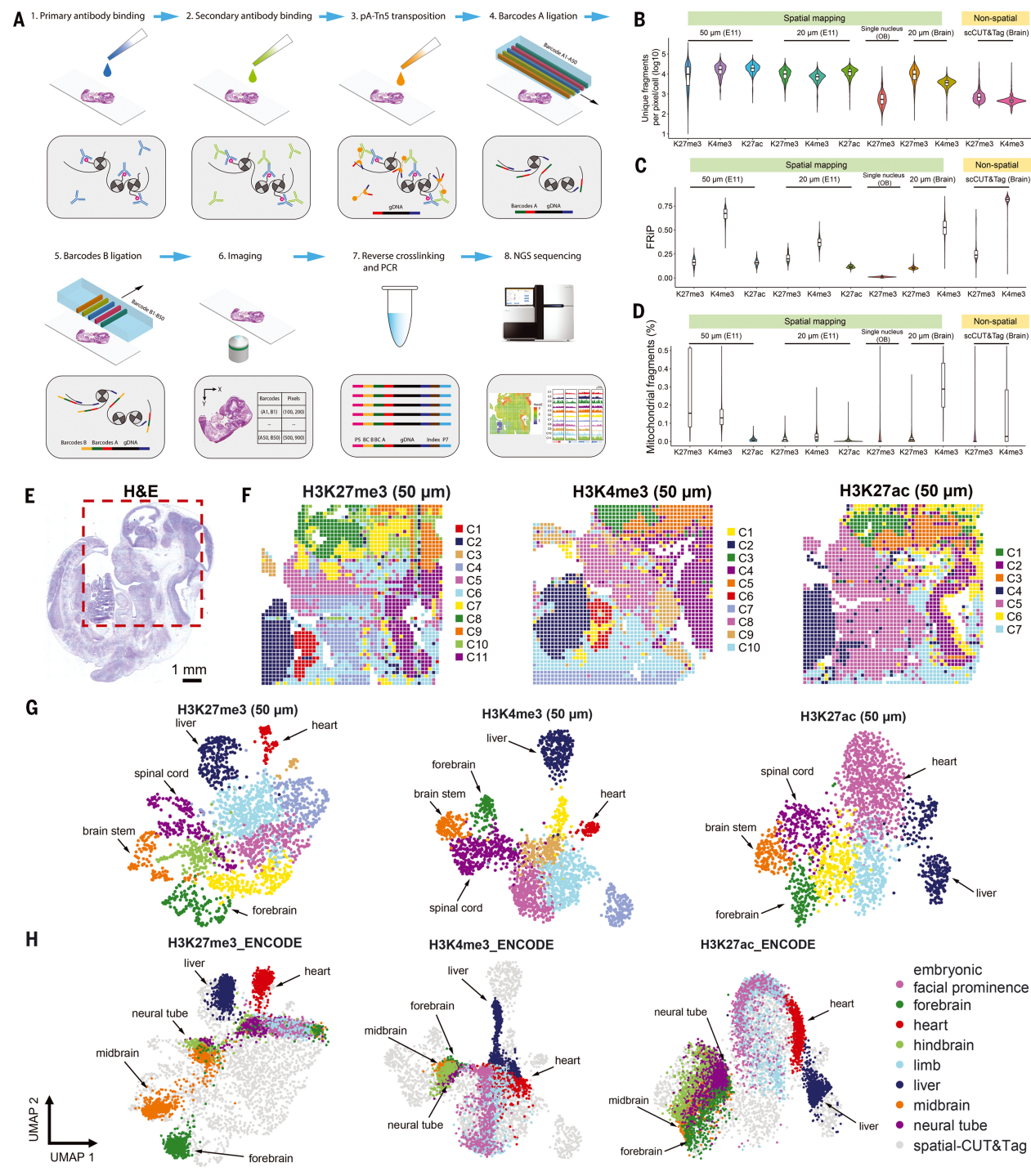 开启空间组学新维度！樊荣团队发表SpatialCUT&Tag技术，实现细胞水平的空间分辨染色质修饰分析 SEQ.CN